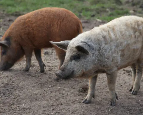 AI decodes oinks and grunts to keep pigs happy