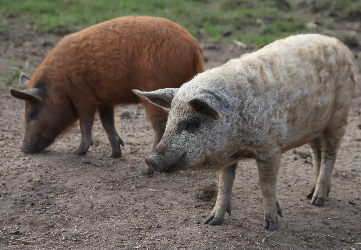 Danish researchers decode pig language using artificial intelligence