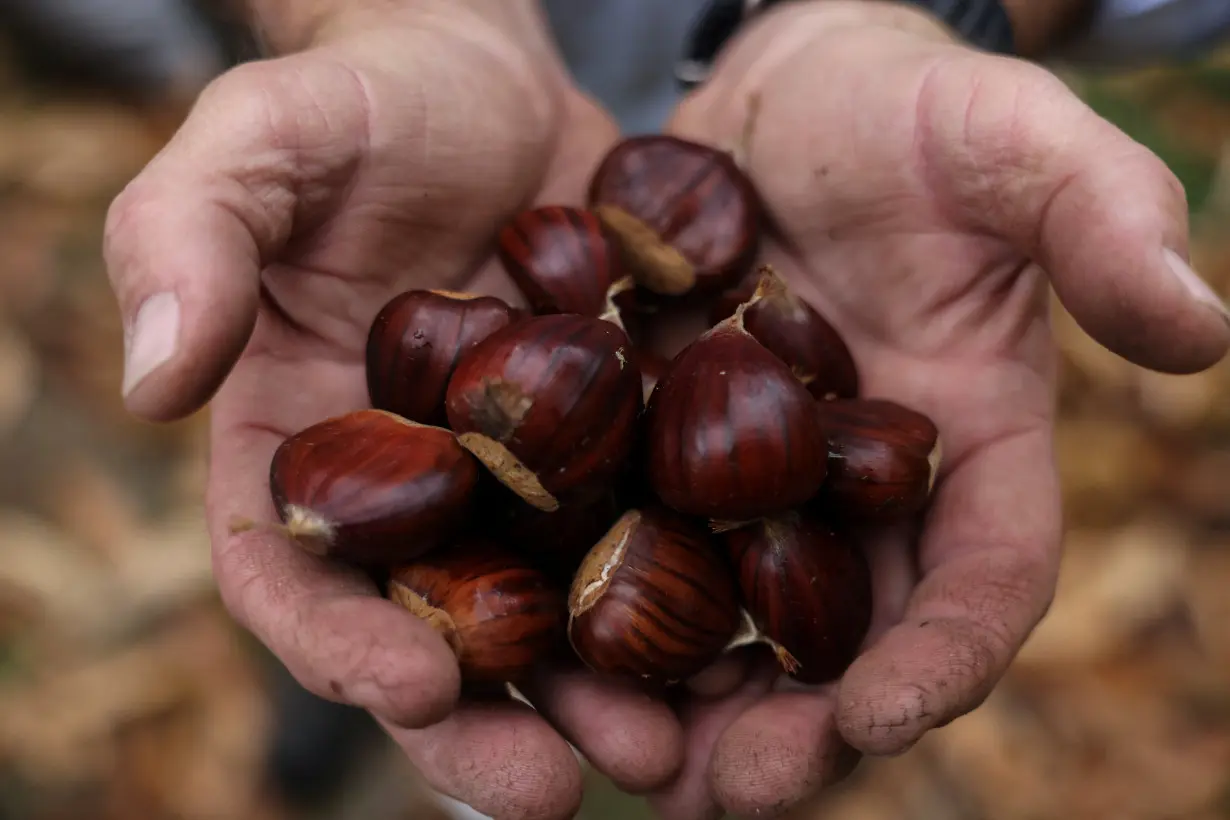 Greece's chestnut harvest the latest casualty of drought and heat