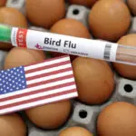 Human bird flu cases in California may be undercounted as workers resist testing