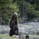 A cub of famous Wyoming grizzly No. 399 has been unseen since his mom's death but odds look good