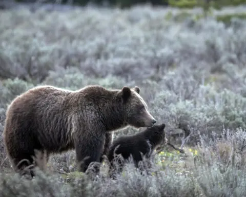 A cub of famous Wyoming grizzly No. 399 has been unseen since his mom's death but odds look good