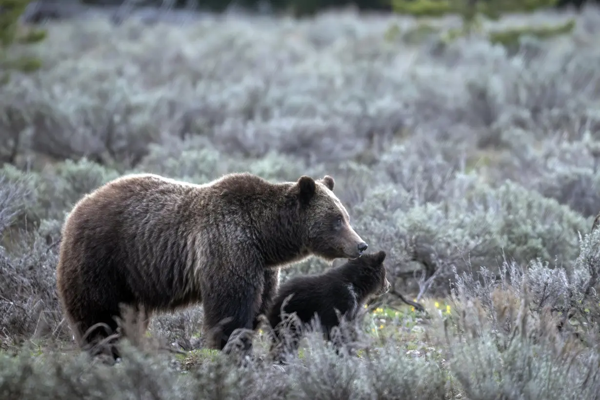 US Famous Grizzly Killed