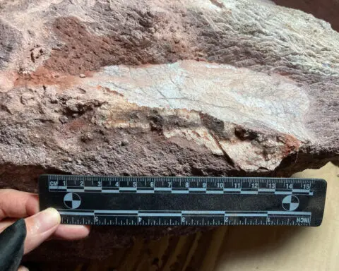 Dinosaur fossils discovered in Hong Kong for the first time