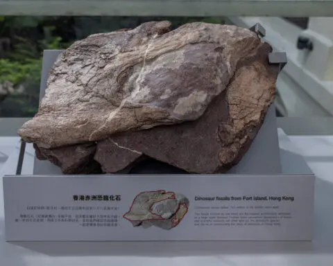 Hong Kong's first dinosaur fossils, likely from large dinosaur, go on display