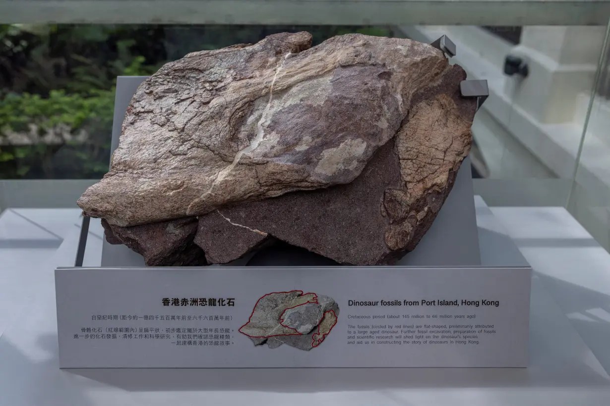 A rock containing dinosaur bone fossils, discovered for the first time in Hong Kong, is displayed at the Hong Kong Heritage Discovery Centre, in Hong Kong