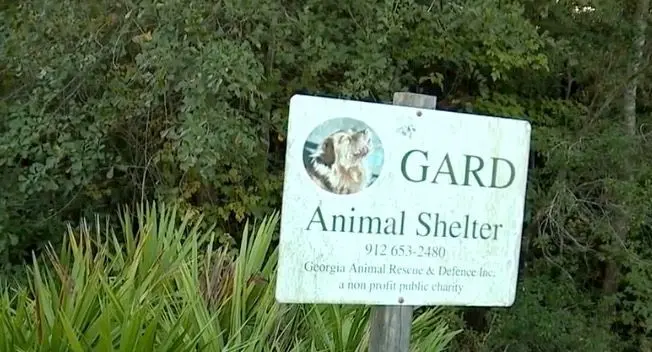 Dozens of animals in need of homes after a shelter director was arrested for animal cruelty in Pembroke