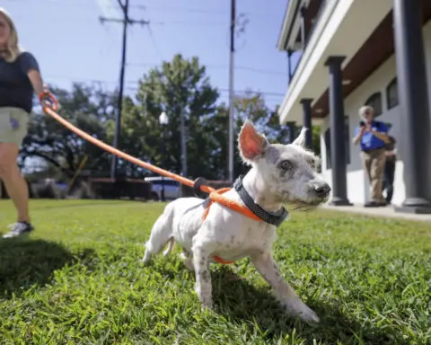 A mutt known as 'Houdini' for his ability to elude capture is finally off the streets