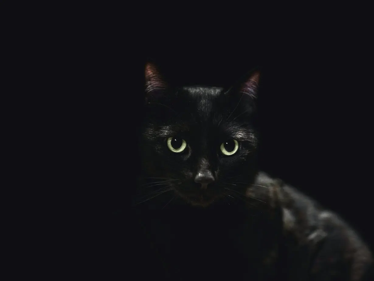 Animals that are all black or all white have reputations based on superstition − biases that have real effects