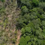 Brazil fines meat packers $64 million for buying cattle from deforested Amazon land