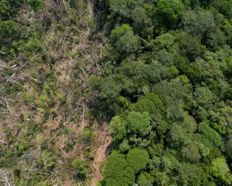 Brazil fines meat packers $64 million for buying cattle from deforested Amazon land