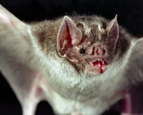 Vampire bats – look beyond the fangs and blood to see animal friendships and unique adaptations