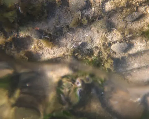 These artificial reefs off a New York City beach help sea creatures. They might also save lives