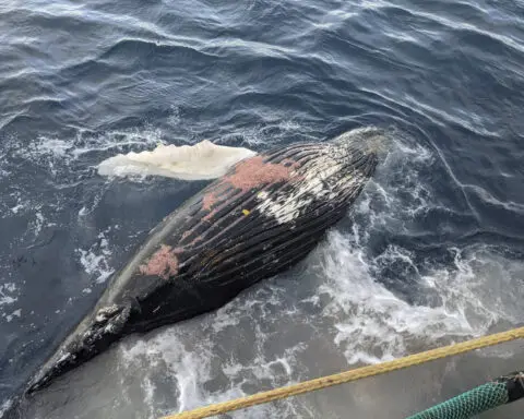 Recent whale deaths highlight risks from Antarctica's booming krill fishery