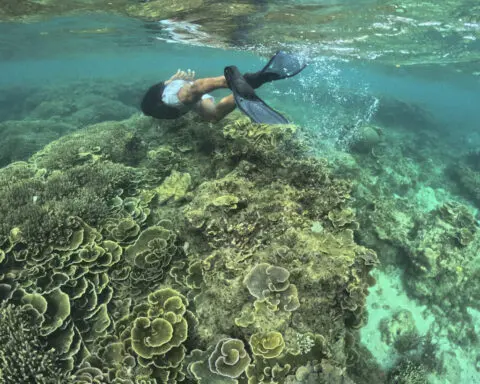 Fourth mass coral bleaching prompts UN emergency session at Colombia biodiversity summit