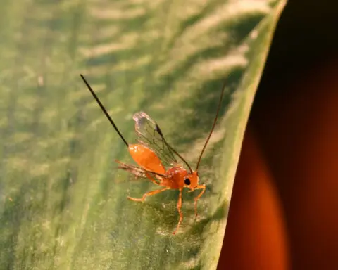 In Hawaii, parasites and viruses team up in the battle against fruit flies – an entomologist explains the implication for global pest control