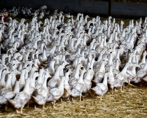 Bird flu spreading faster than 2023 in the EU, data shows