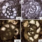 Microfossils in America’s oldest tombstone offer clues in mystery of the first English settlement