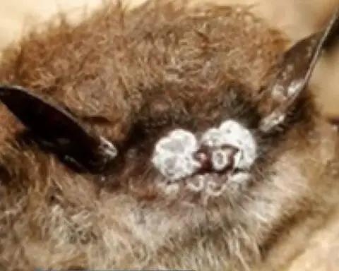 Fungus detected in Sutter County bats could lead to issues for crops