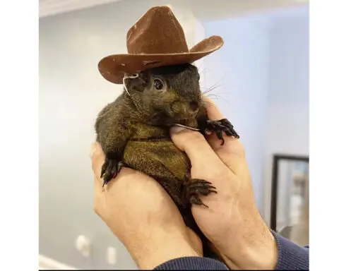 Instagram-famous squirrel named Peanut seized by New York state authorities