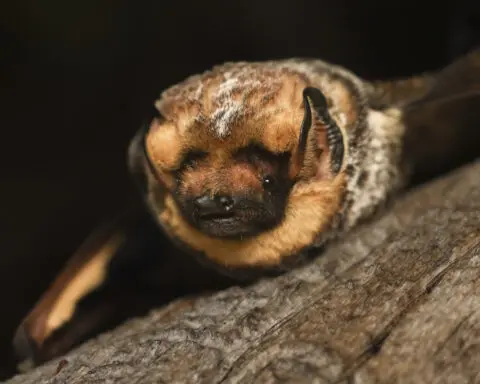 He’s fast, feisty and could play Quidditch. Meet the bat that won a beauty contest