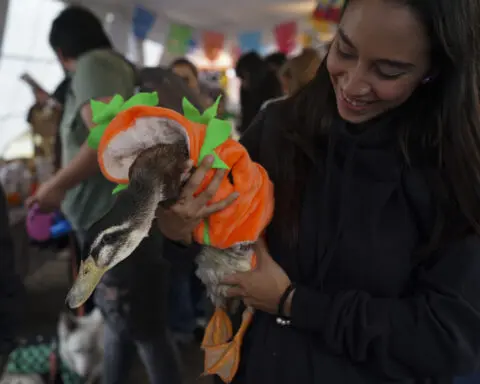 Pets join Mexico's Day of the Dead celebrations, as Fido and Tiger get their own altars