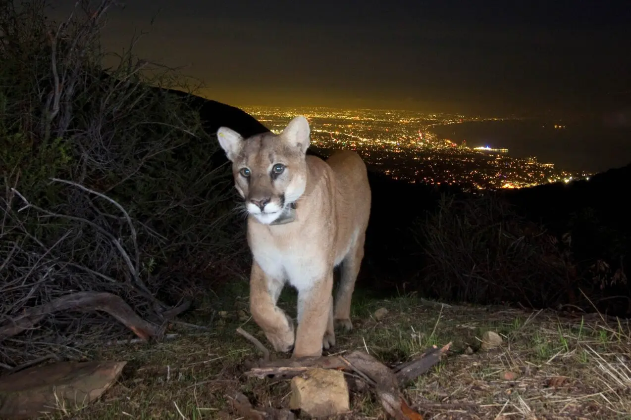 Nonprofits search for artists to memorialize P-22 at Griffith Park