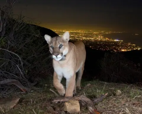 Nonprofits search for artists to memorialize P-22 at Griffith Park