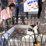 A makeshift goldfish pond beneath a leaky Brooklyn fire hydrant is reborn in a tree bed