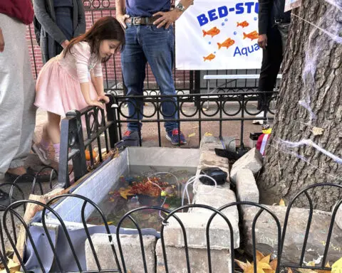 A makeshift goldfish pond beneath a leaky Brooklyn fire hydrant is reborn in a tree bed