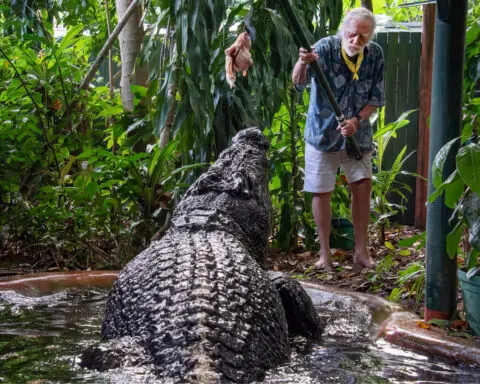 World's largest captive crocodile Cassius dies in Australia