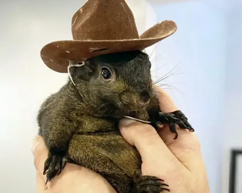 The man who took in orphaned Peanut the squirrel says it’s ‘surreal’ officials euthanized his pet