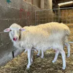 Bluetongue virus threatens Sardinia's historic sheep farming industry