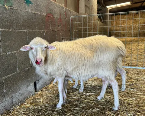 Bluetongue virus threatens Sardinia's historic sheep farming industry