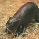 2 adorable pygmy hippos pitted against each other in cuteness contest