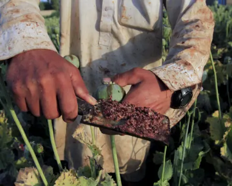 Afghan opium cultivation bounces and shifts two years after ban, UN says