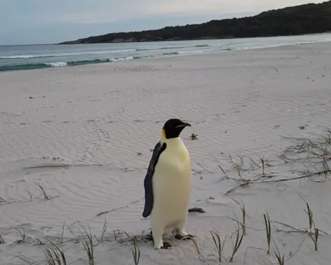 Emperor penguin turns up on Australian beach, thousands of miles from home