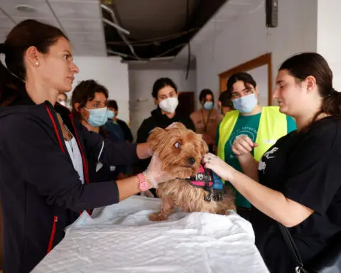 Spain floods: Improvised vet station treats pets sick from tainted mud