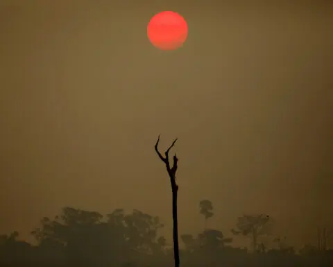 EU lawmakers in talks to further weaken deforestation law, document shows