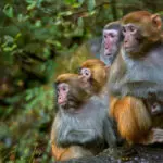 Monkey mayhem in South Carolina after 43 primates escape research facility