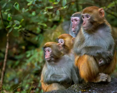 Monkey mayhem in South Carolina after 43 primates escape research facility