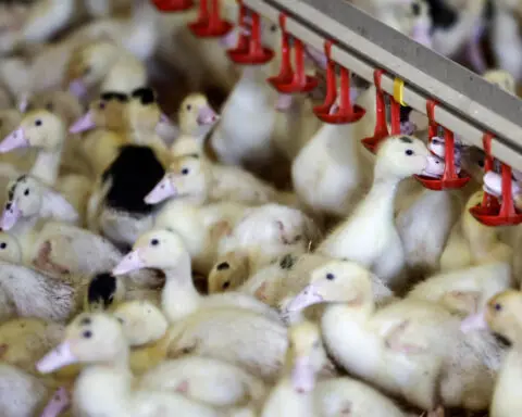 France raises bird flu risk to high as EU cases spread