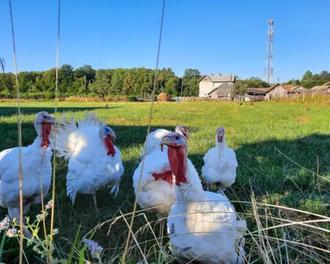 Light versus dark—the color of the turkey meat is due to the job of the muscle