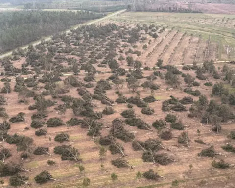 Hurricane Helene devastated Georgia’s pecan harvest. Farmers are on the brink