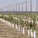 California farmers enjoy pistachio boom, with much of it headed to China