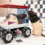 I’m a neuroscientist who taught rats to drive − their joy suggests how anticipating fun can enrich human life