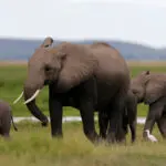 Researchers document huge drop in African elephants in a half century