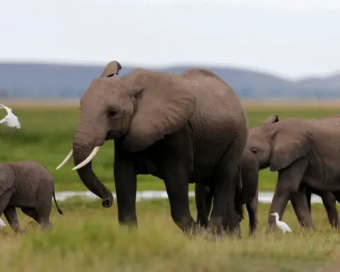 Researchers document huge drop in African elephants in a half century