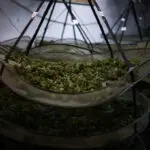 Italy plans to restrict nascent 'cannabis light' industry