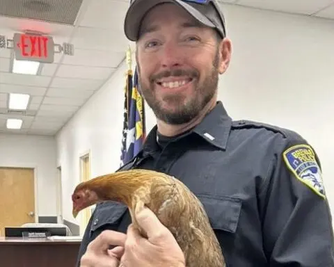 Why did the chicken cross the road? Feathered friends appear at North Carolina courthouse